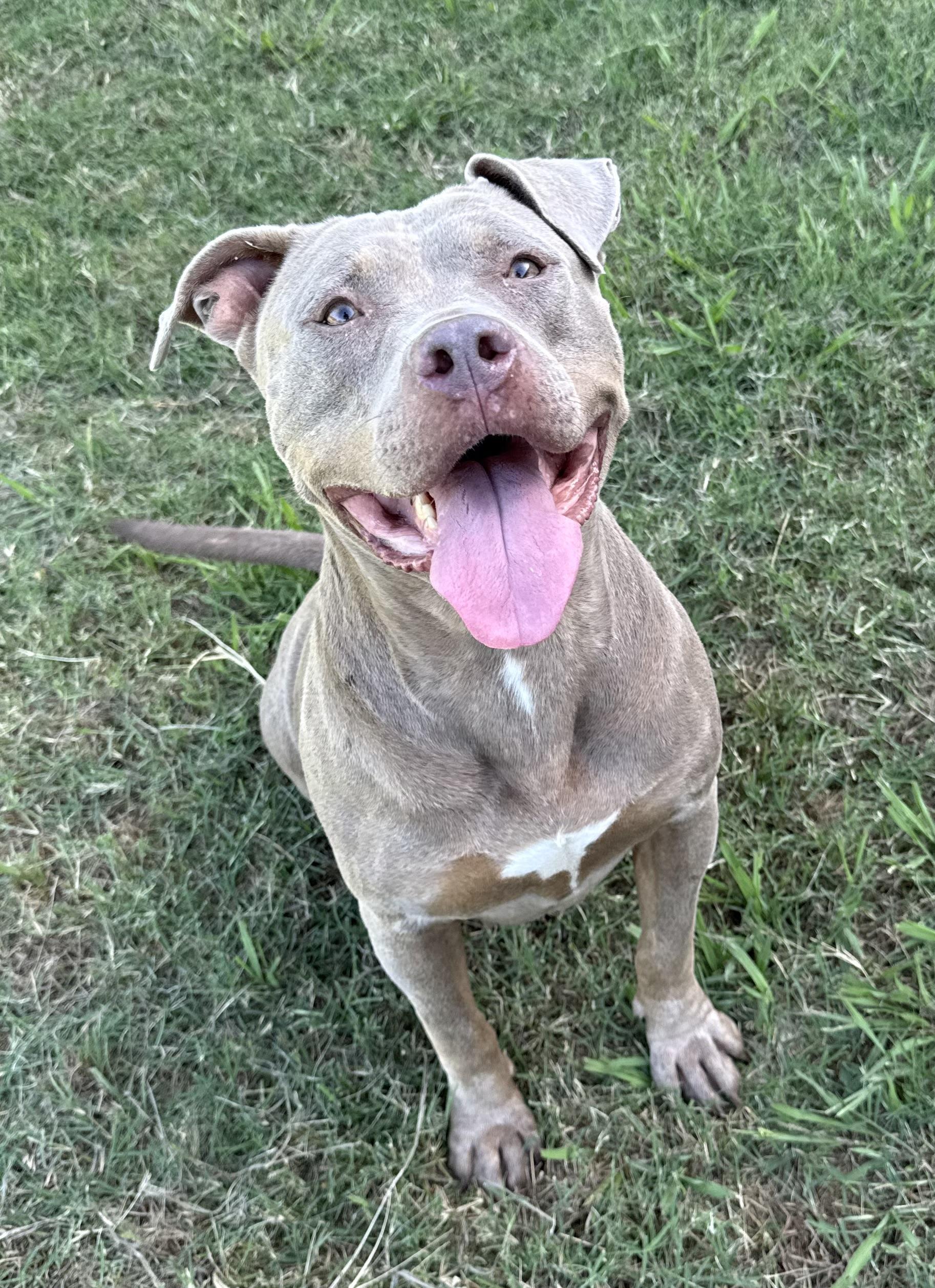 Stella 2