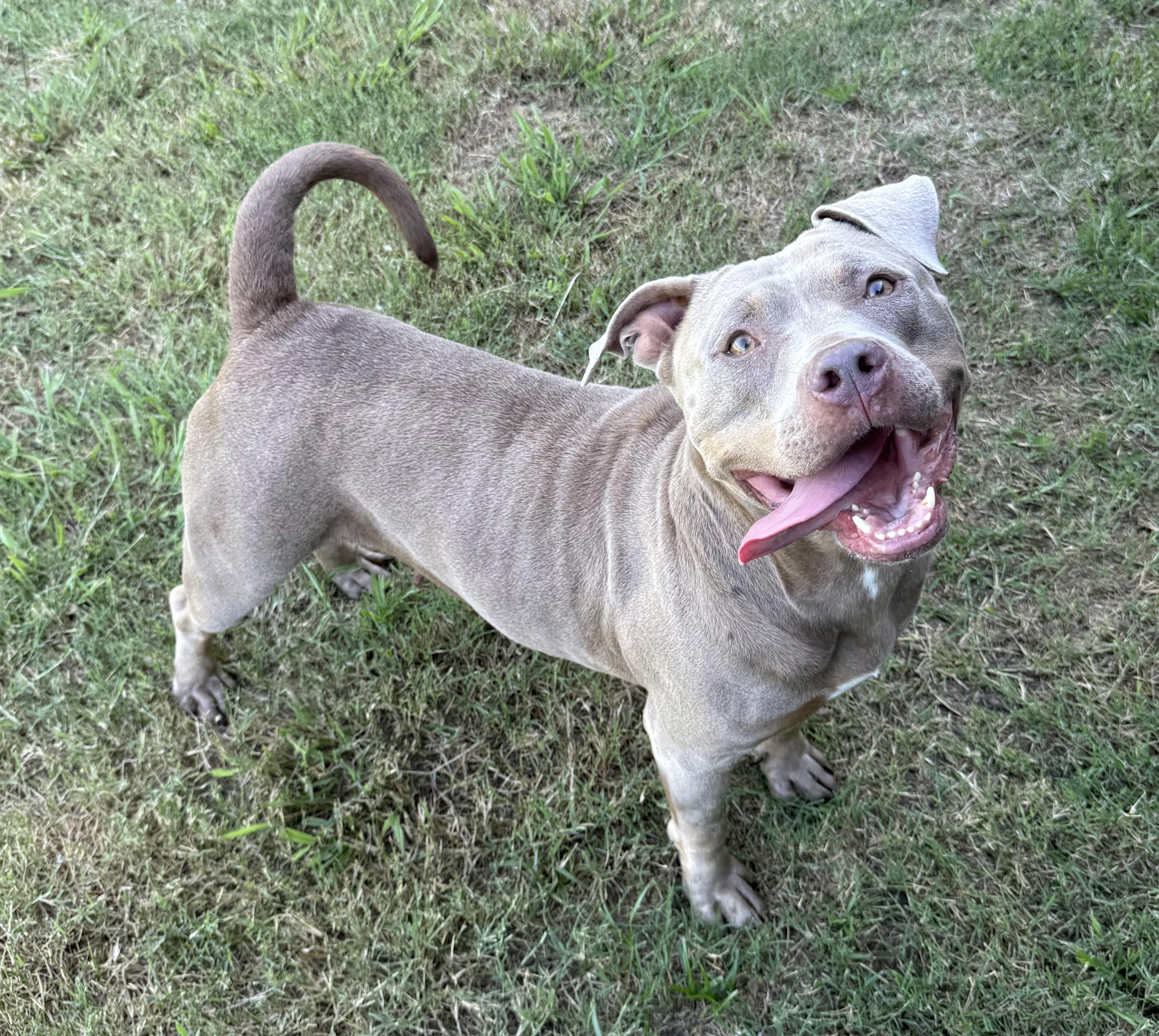 Stella