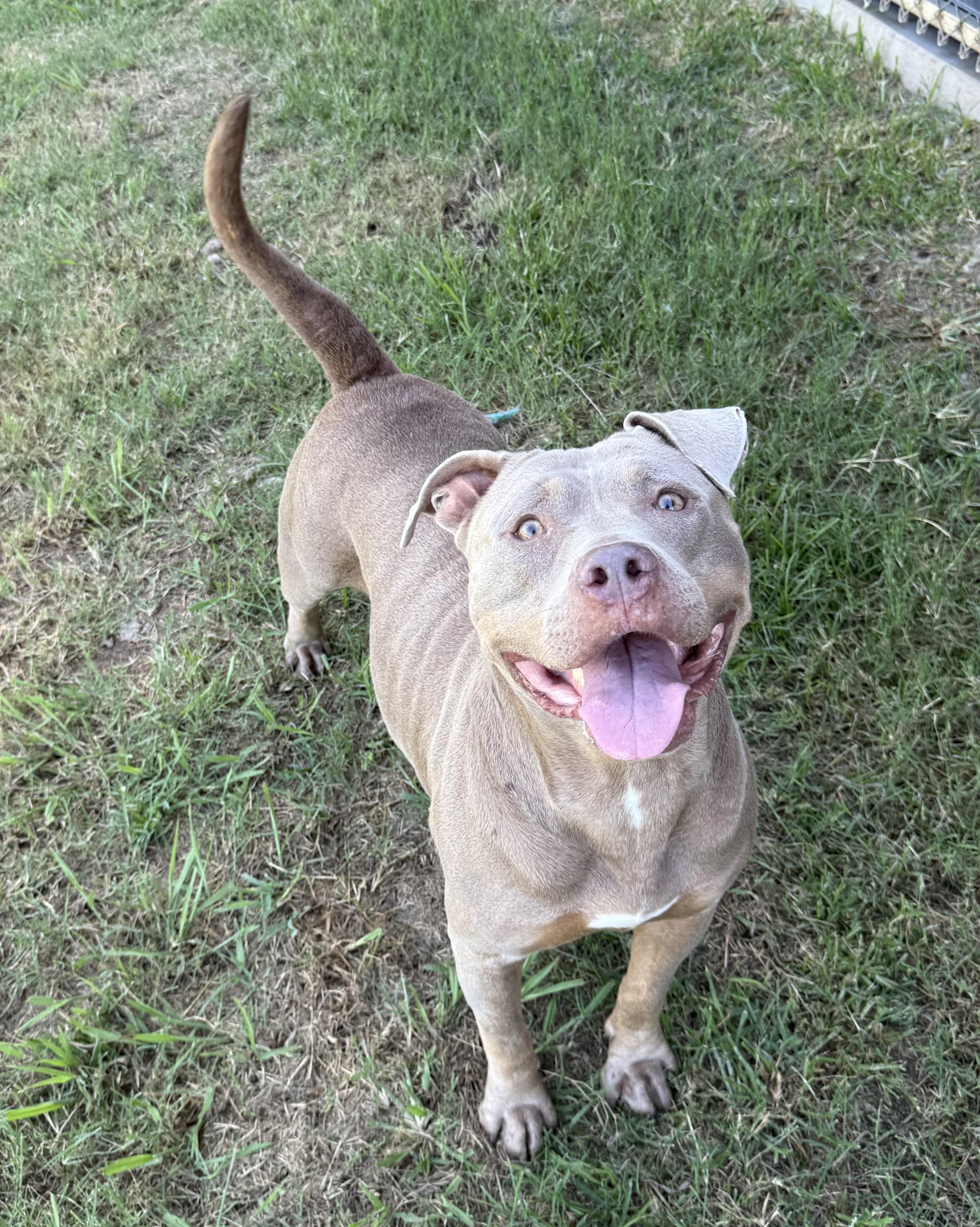 Stella 4