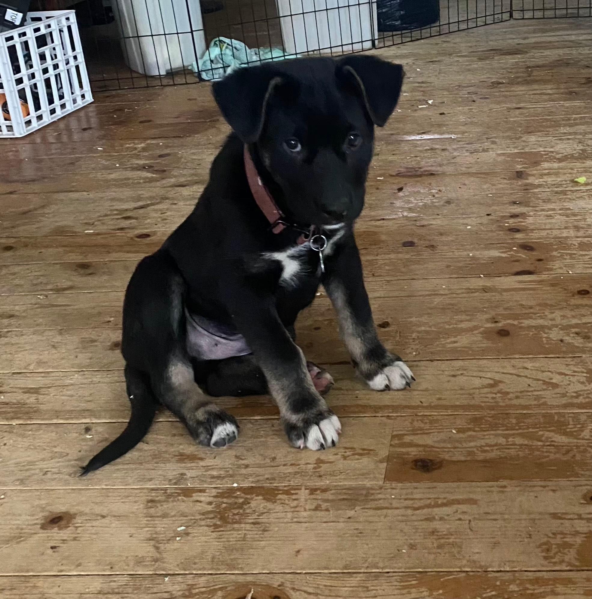 Baloo, a Adoptable mixed breed in Oshawa, ON image 1/3