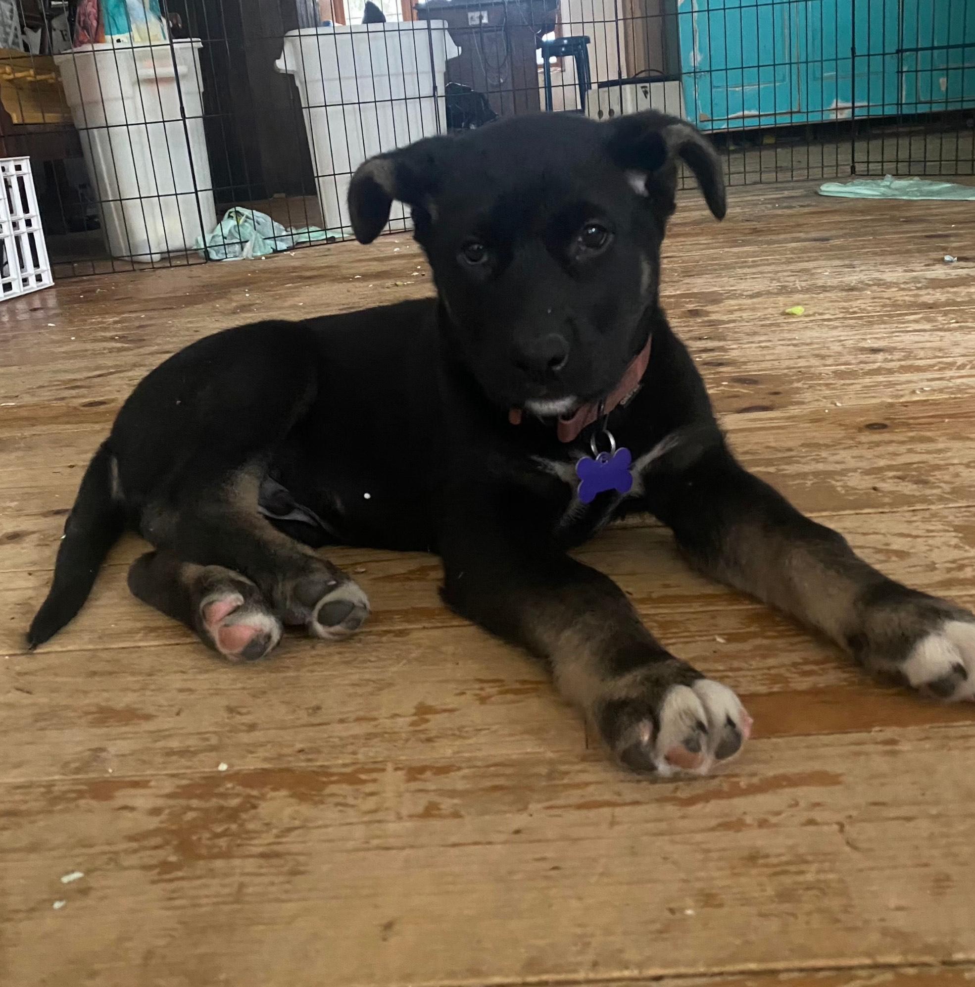 Baloo, a Adoptable mixed breed in Oshawa, ON image 2/3