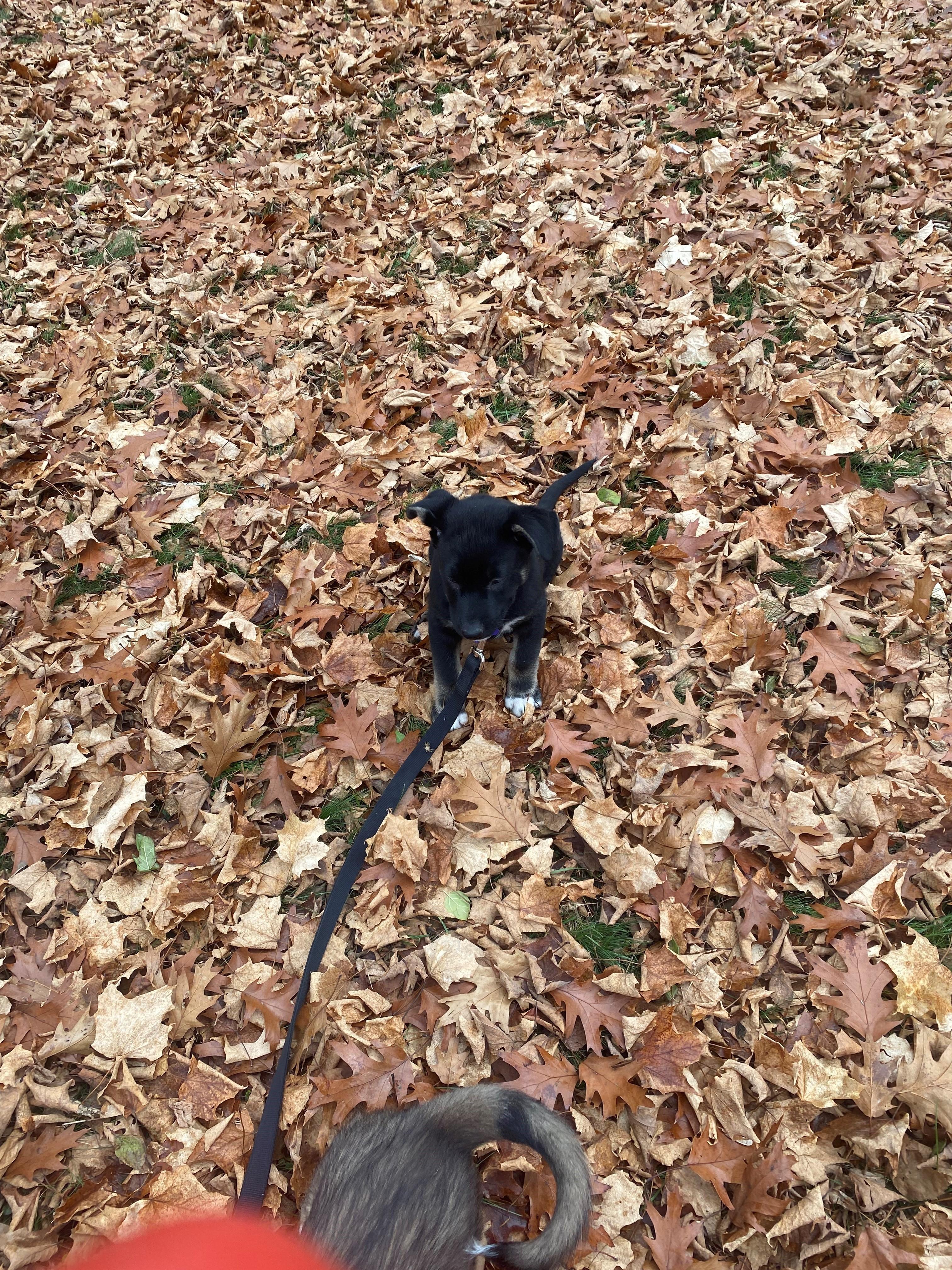 Baloo, a Adoptable mixed breed in Oshawa, ON image 3/3