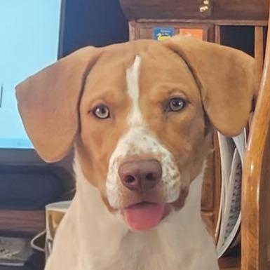 Hannah, Adoptable, Young Female Beagle & Harrier.