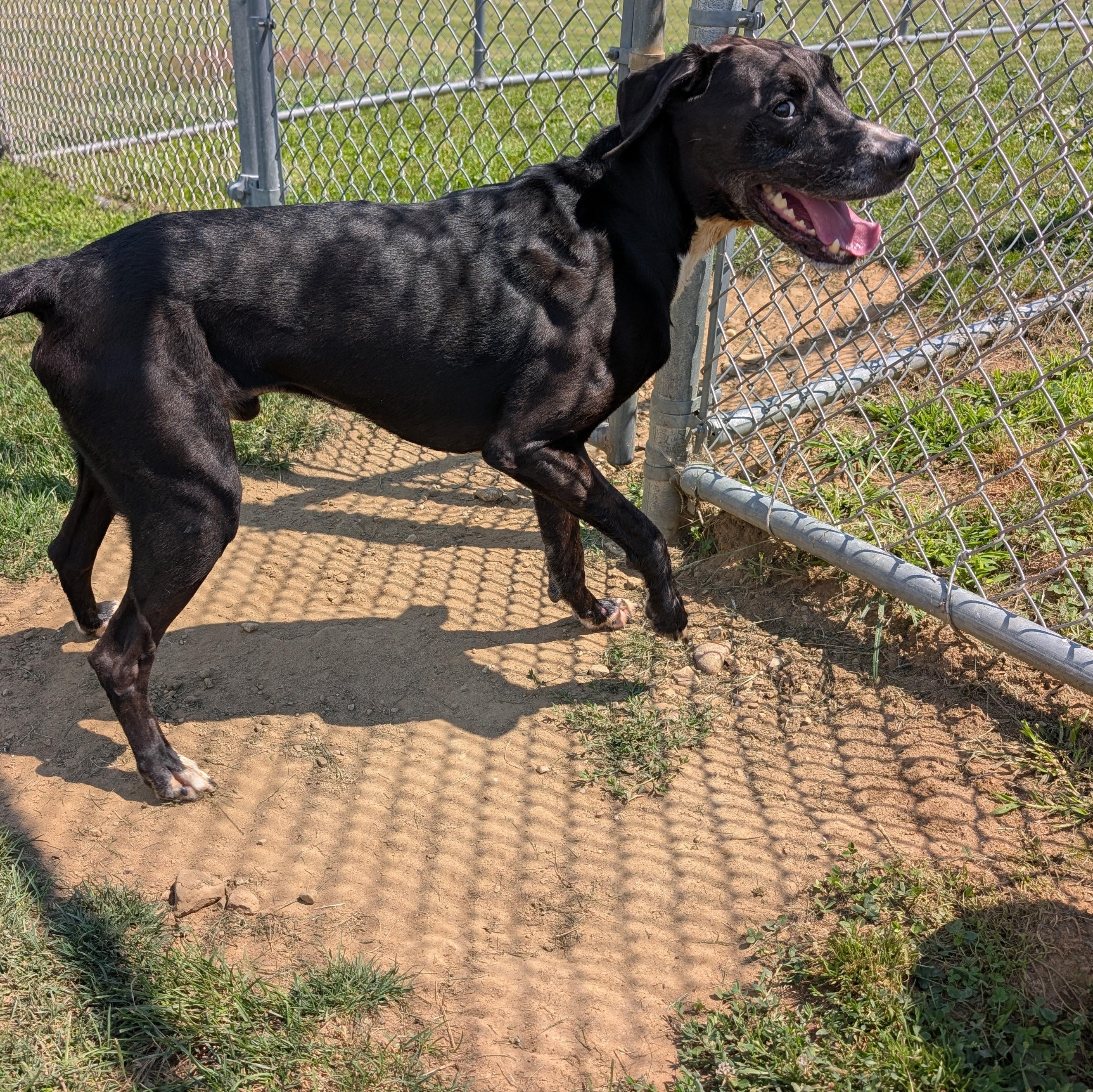190612 Buster LOOKING FOR OWNER, a ADOPTABLE mixed breed in Ravenna, OH image 1/5