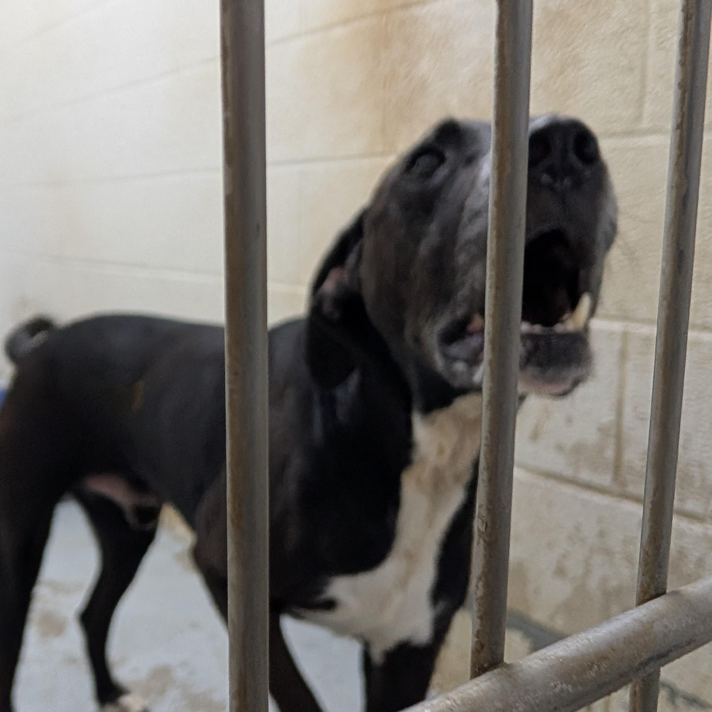 Enlarge 190612 LOOKING FOR OWNER, a ADOPTABLE Labrador Retriever in Ravenna, OH image 2/2