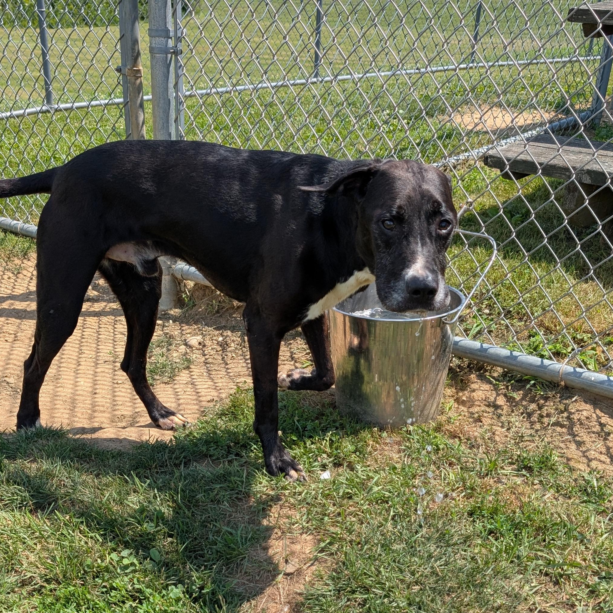 190612 Buster LOOKING FOR OWNER, a ADOPTABLE mixed breed in Ravenna, OH image 3/5