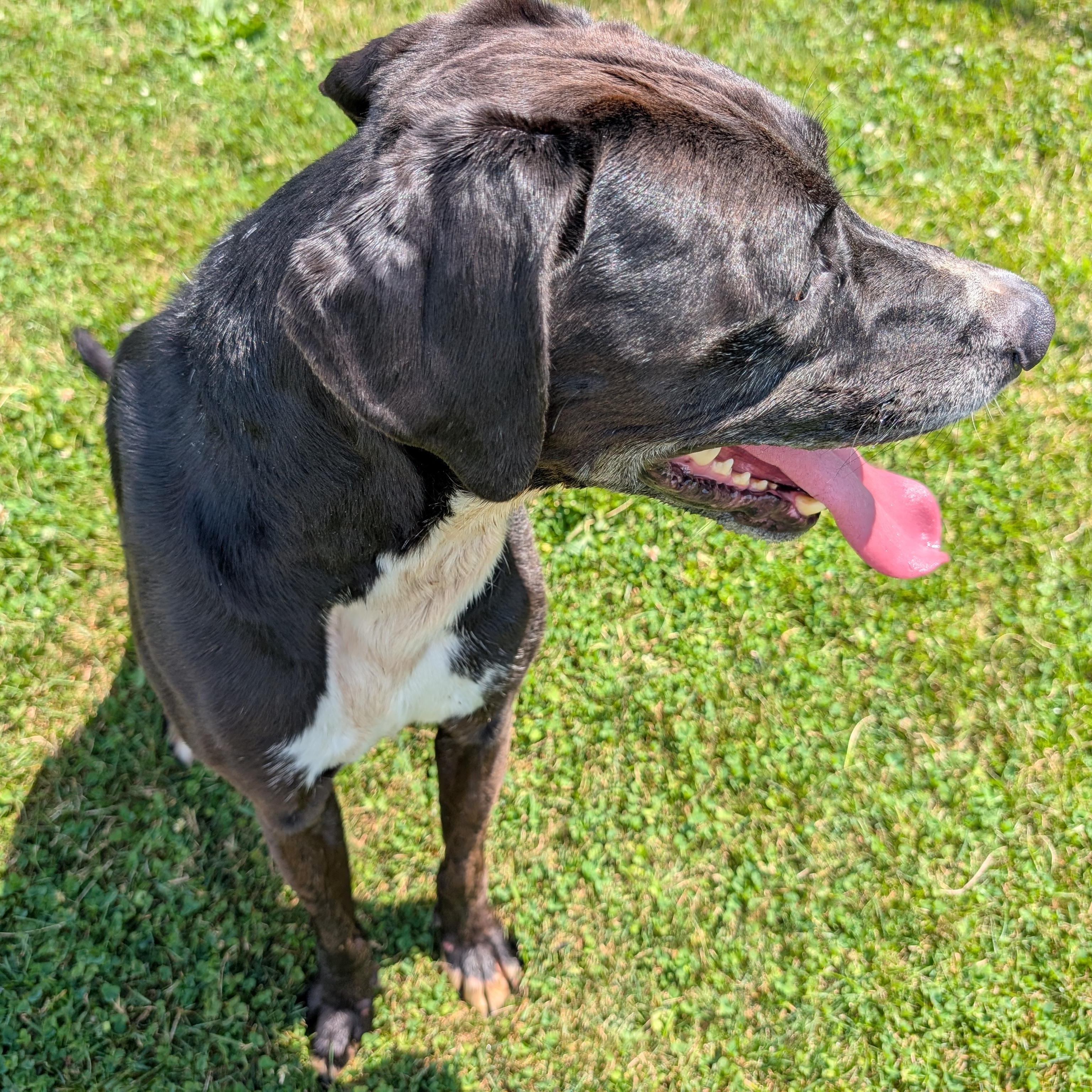 190612 Buster LOOKING FOR OWNER, a ADOPTABLE mixed breed in Ravenna, OH image 5/5
