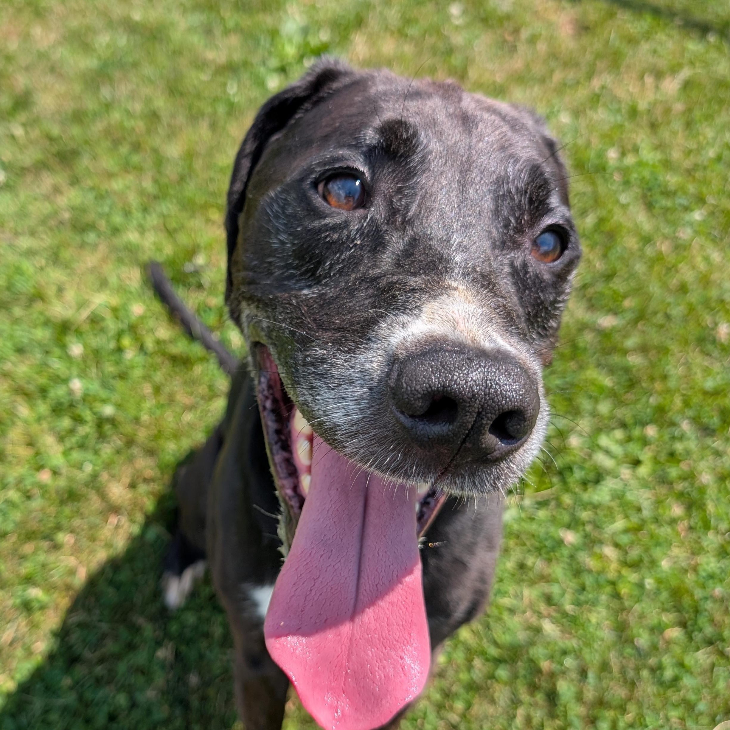 190612 Buster LOOKING FOR OWNER, a ADOPTABLE mixed breed in Ravenna, OH image 4/5