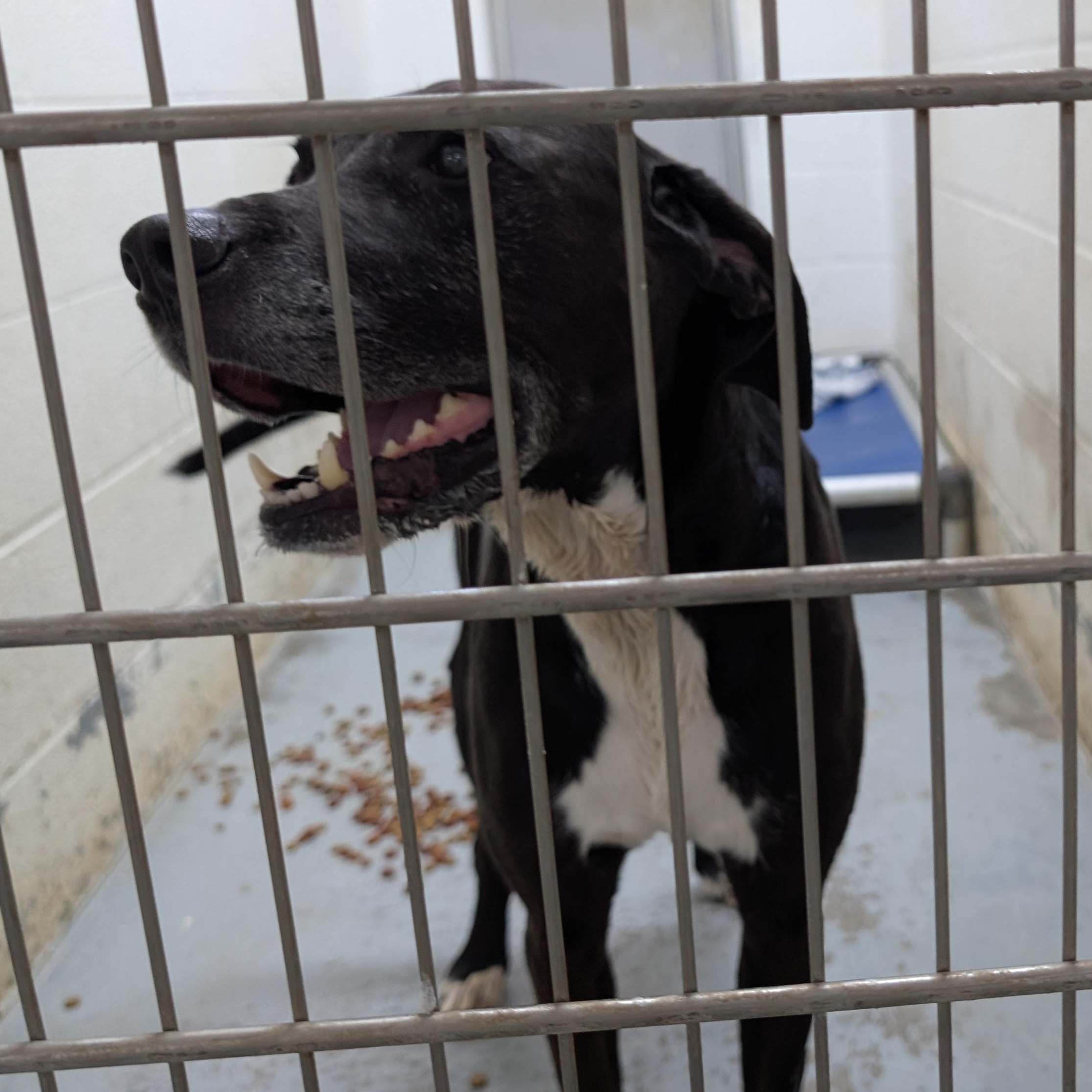 190612 LOOKING FOR OWNER, ADOPTABLE, Adult Male Labrador Retriever.