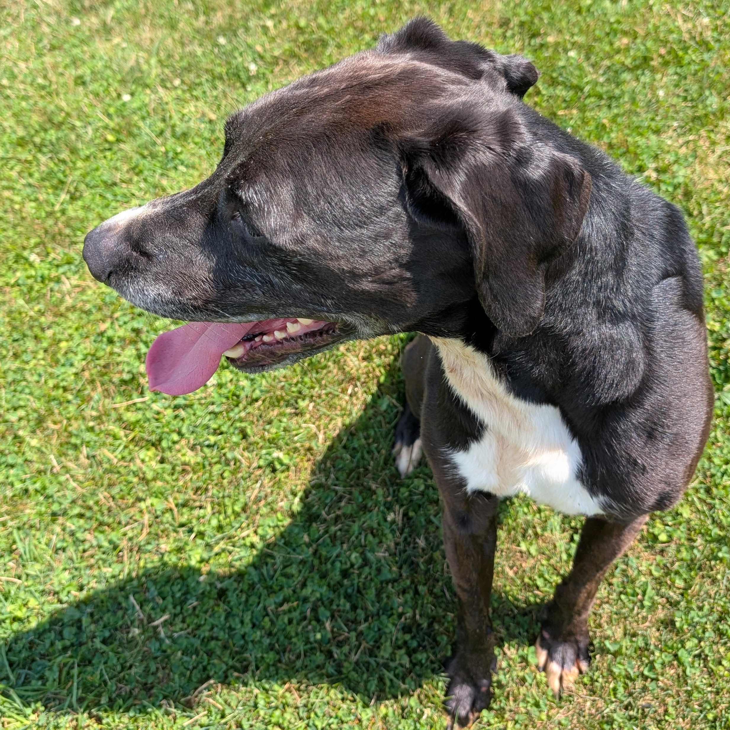 190612 Buster LOOKING FOR OWNER, a ADOPTABLE mixed breed in Ravenna, OH image 2/5