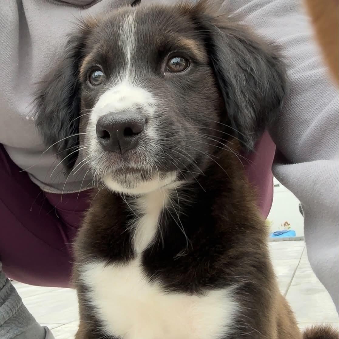 Cody, adopted, Puppy Male Mixed Breed.