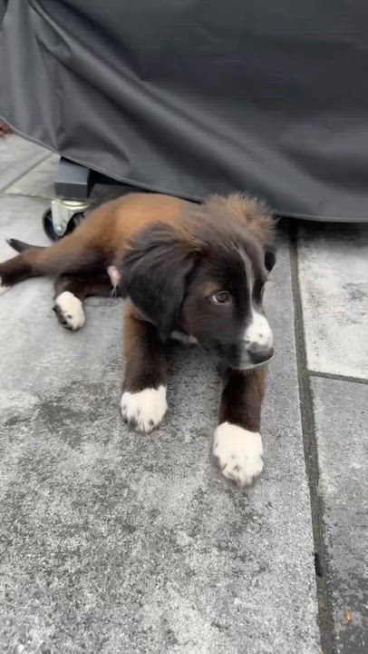 Enlarge Cody, an adopted Mixed Breed in Schenectady, NY video 3/3