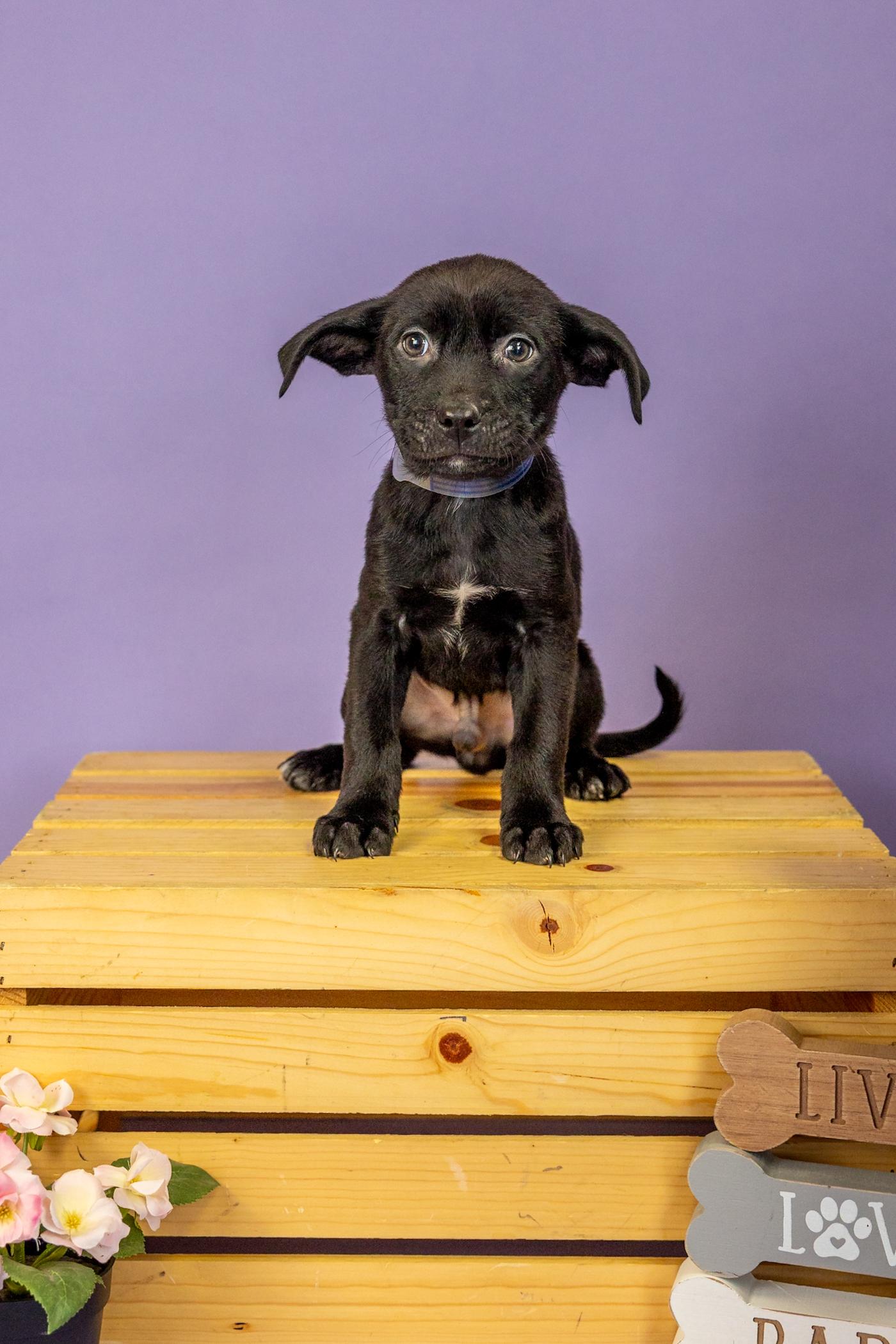 163-26, ADOPTABLE, Puppy Male Pit Bull Terrier.