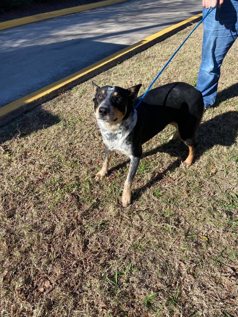 Enlarge Dog Kennel #14 Willie, a Adoptable mixed breed in Greenville, TX image 1/6