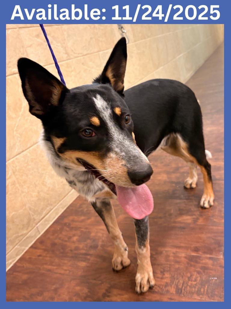 Enlarge Dog Kennel #14 Willie, a Adoptable mixed breed in Greenville, TX image 2/6