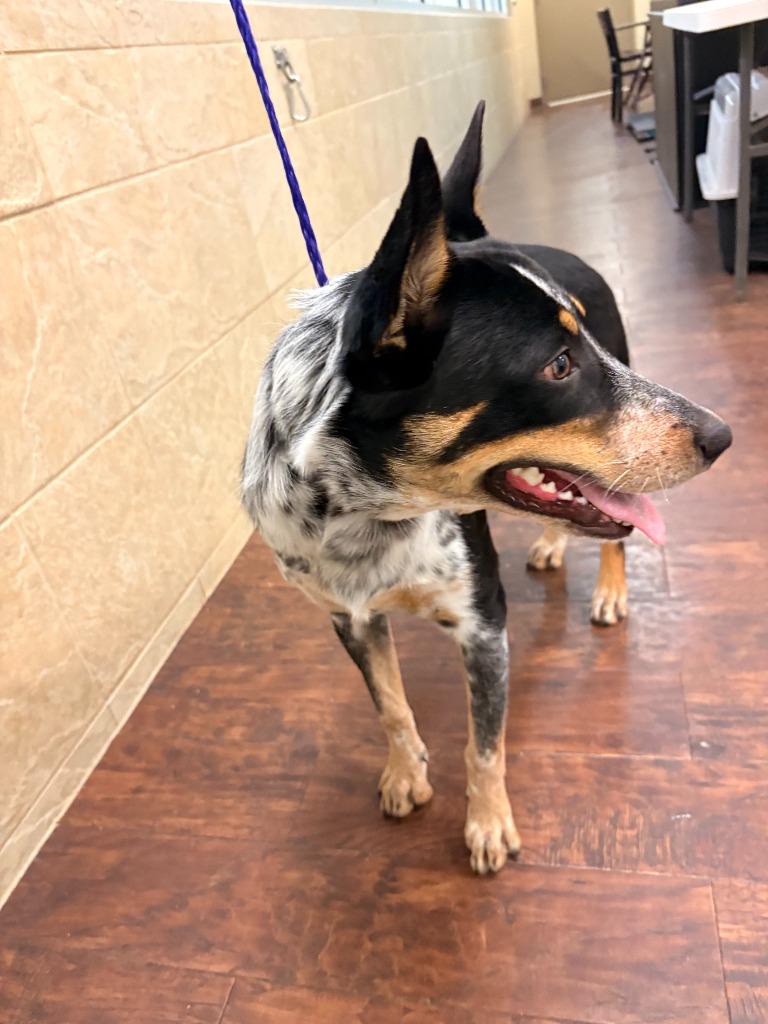 Enlarge Dog Kennel #14 Willie, a Adoptable mixed breed in Greenville, TX image 3/6