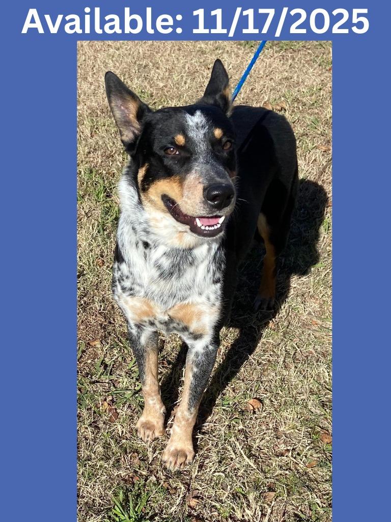 Enlarge Dog Kennel #14 Willie, a Adoptable mixed breed in Greenville, TX image 4/6