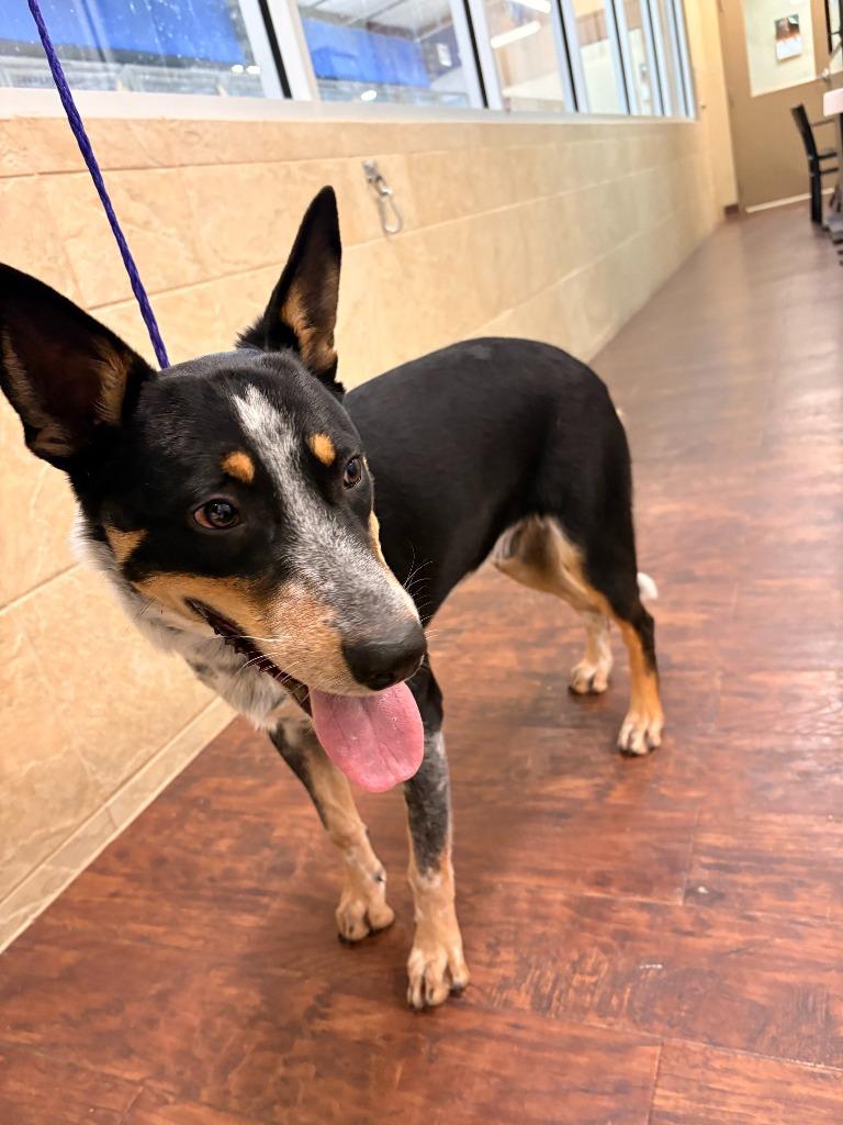 Enlarge Dog Kennel #14 Willie, a Adoptable mixed breed in Greenville, TX image 5/6