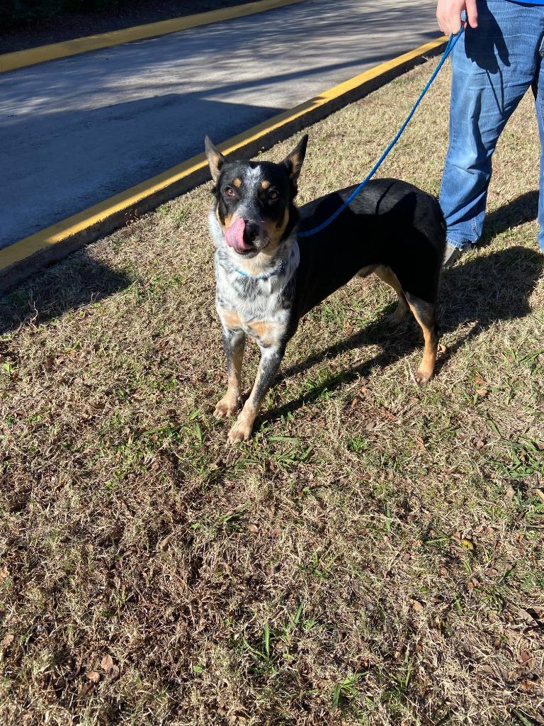 Enlarge Dog Kennel #14 Willie, a Adoptable mixed breed in Greenville, TX image 6/6