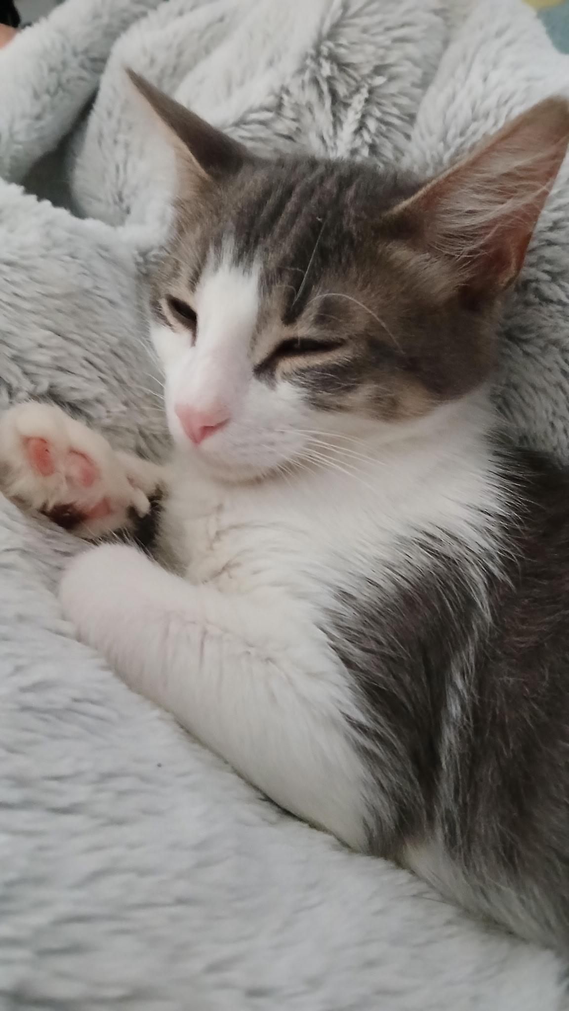 Christopher, Adoptable, Kitten Male Domestic Short Hair.