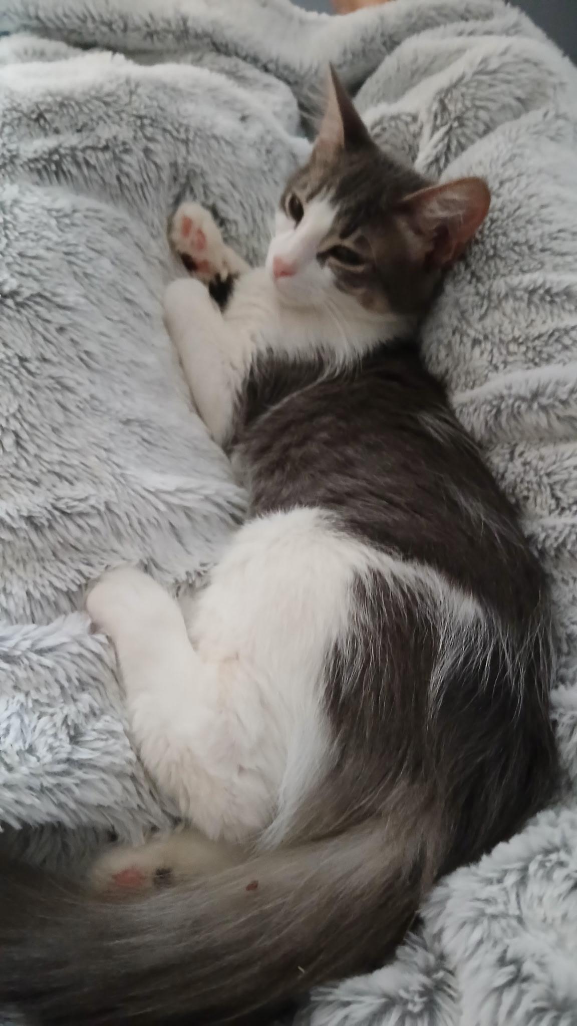 Enlarge Christopher, a Adoptable Domestic Short Hair in Novi, MI image 3/6