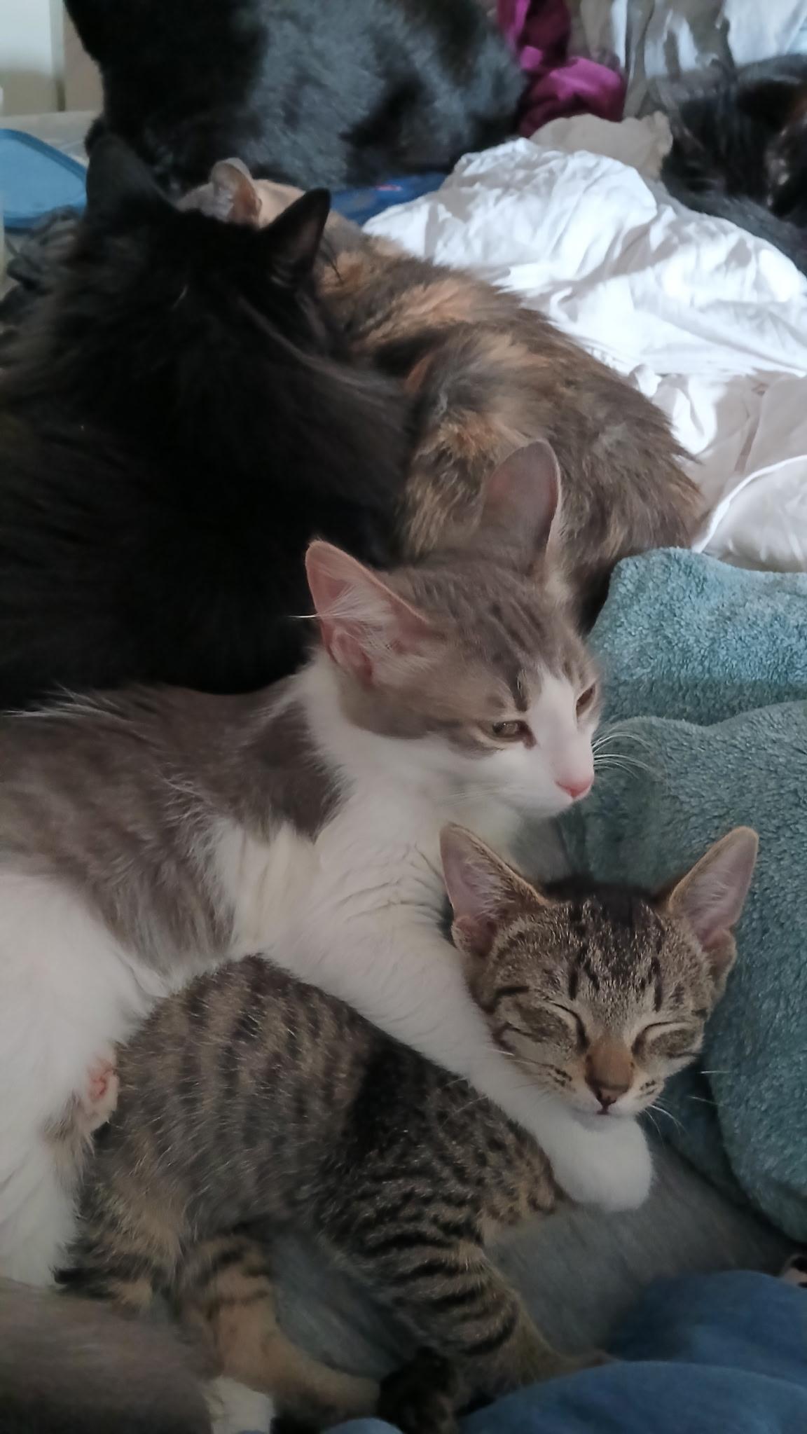 Enlarge Christopher, a Adoptable Domestic Short Hair in Novi, MI image 2/6