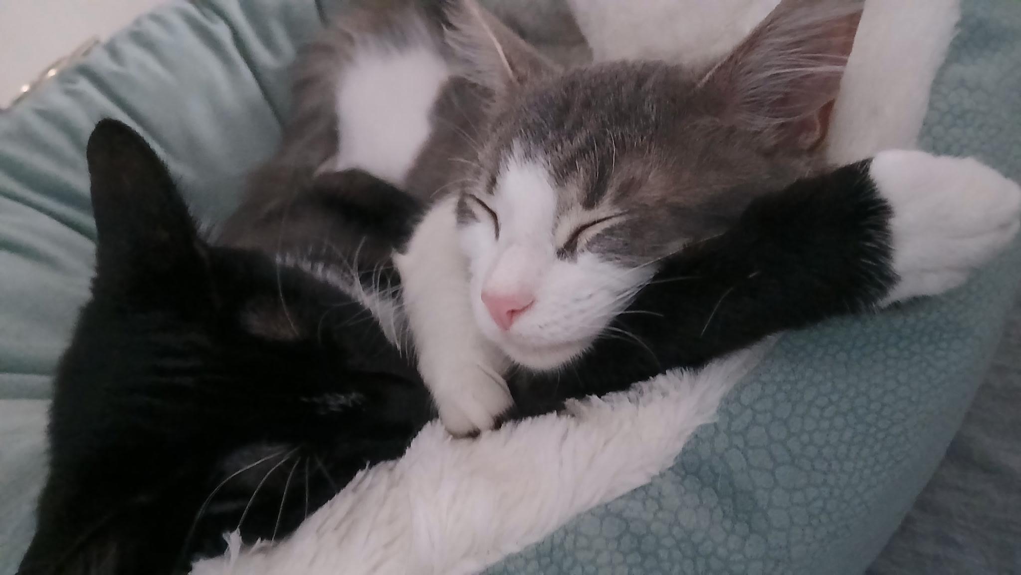 Enlarge Christopher, a Adoptable Domestic Short Hair in Novi, MI image 5/6