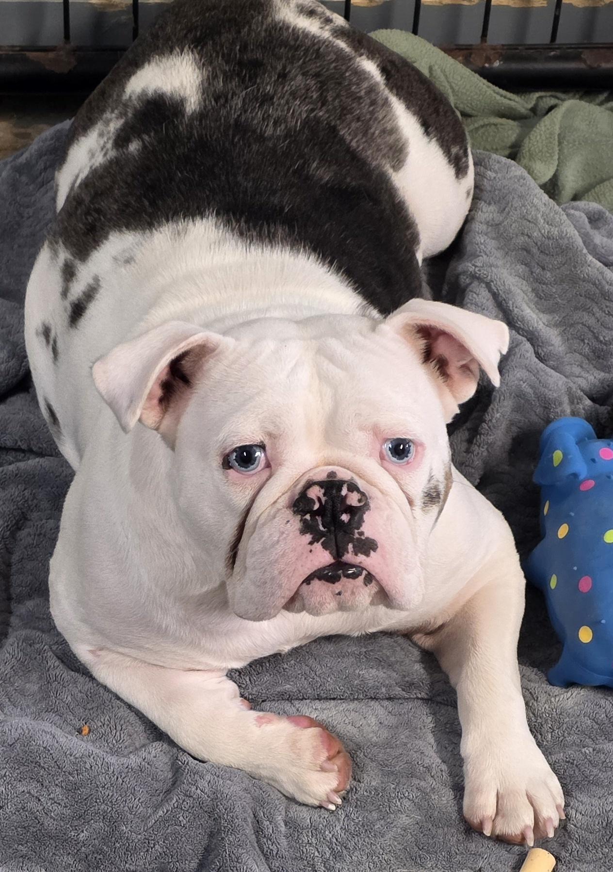 Enlarge Georgia, a Adopted English Bulldog in Momence, IL image 2/3