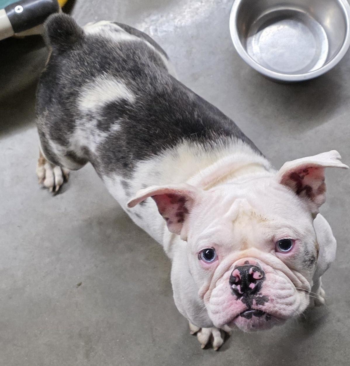 Enlarge Georgia, a Adopted English Bulldog in Momence, IL image 3/3