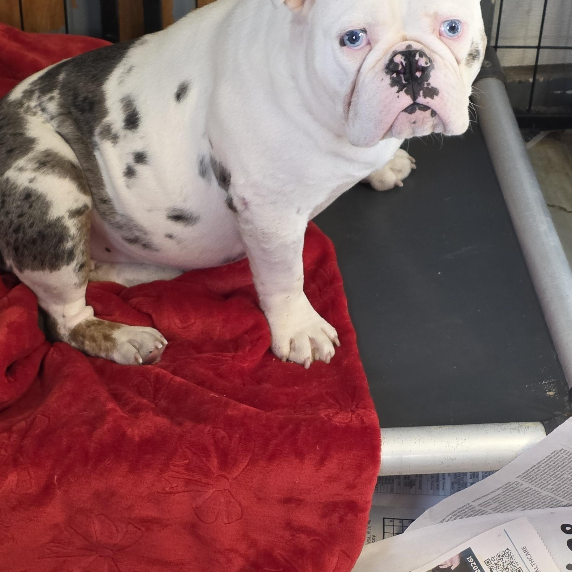 Enlarge Georgia, a Adopted English Bulldog in Momence, IL image 1/3