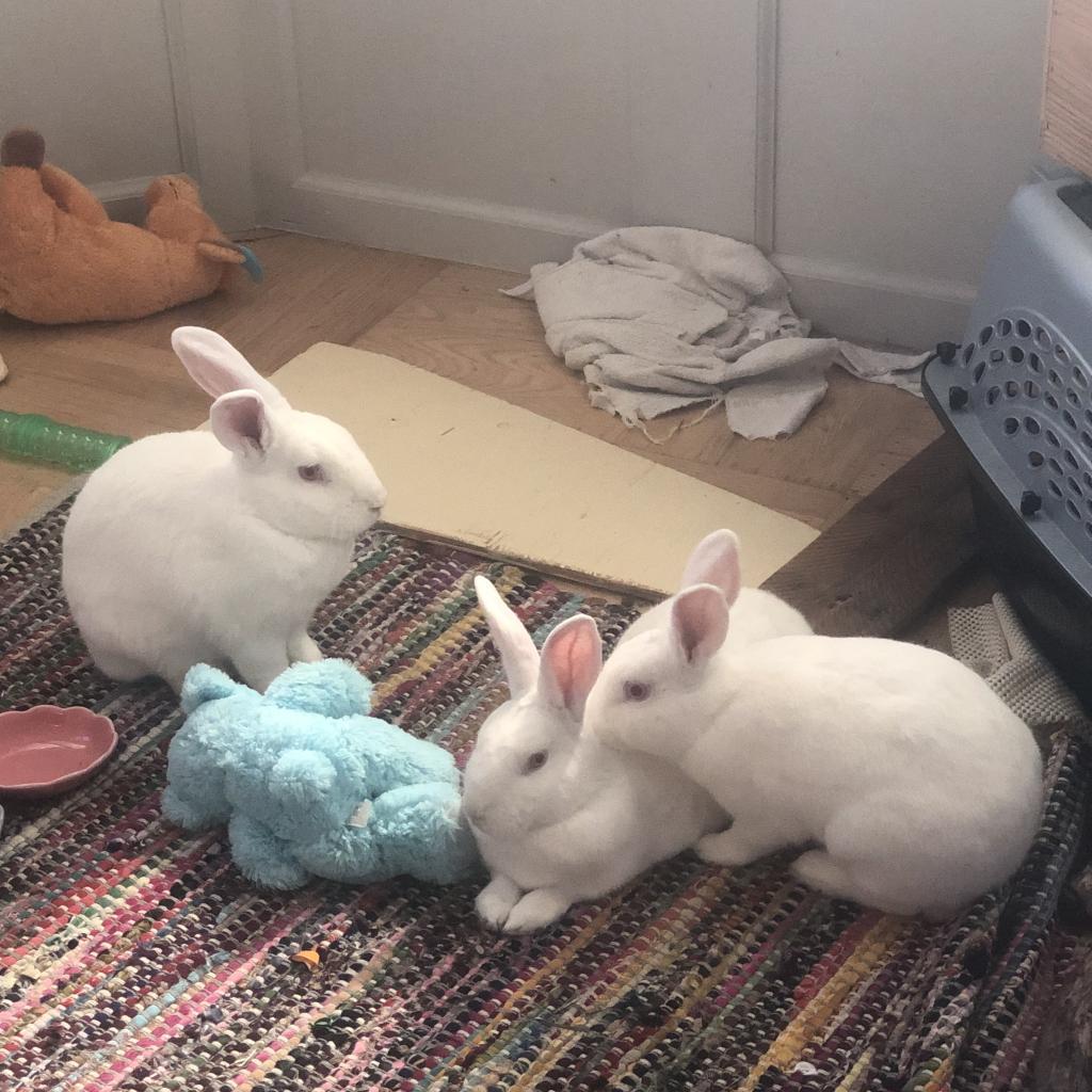 Winifred, Adoptable, Adult Female New Zealand.