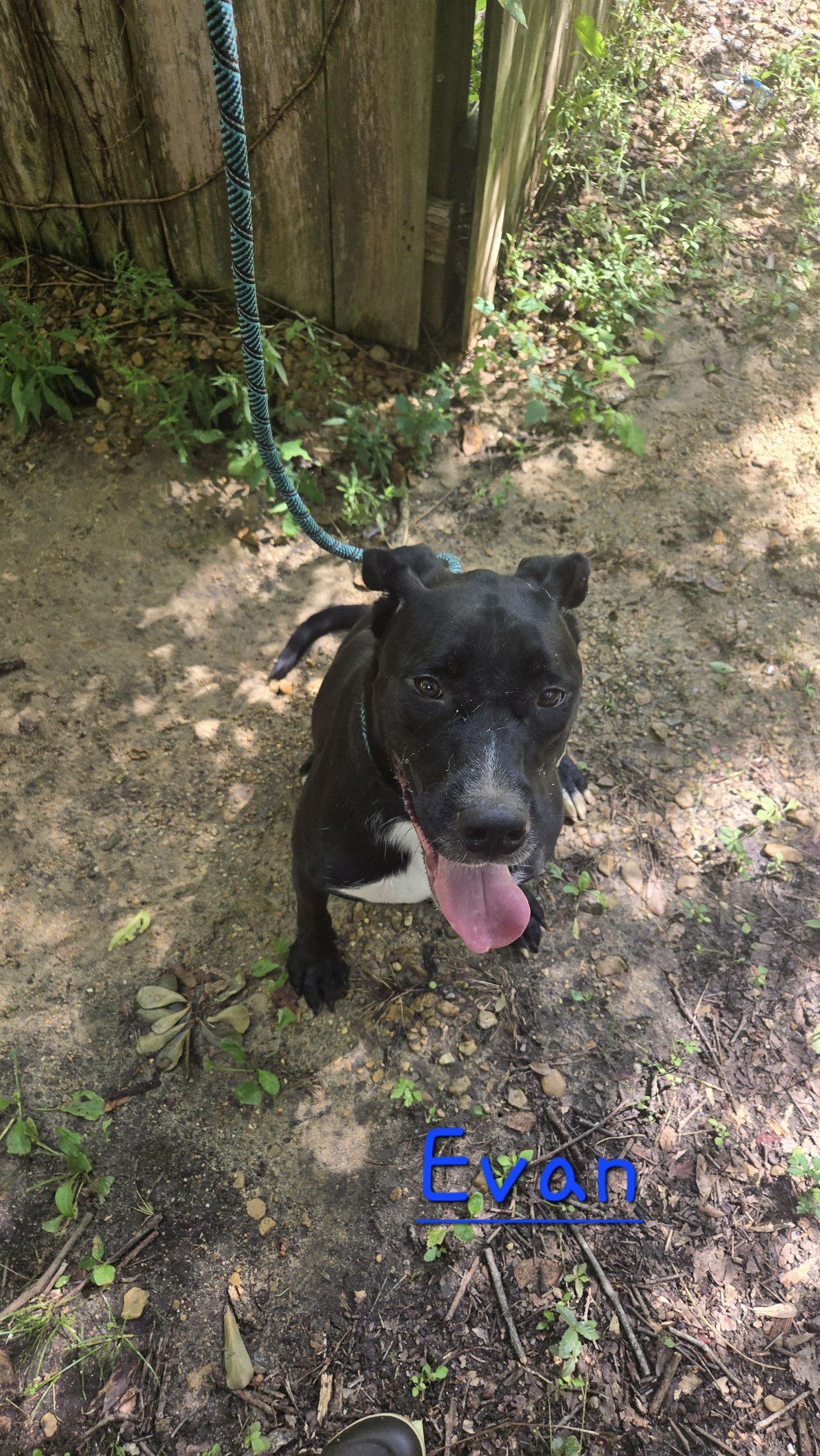 Evan — thumbnail 2