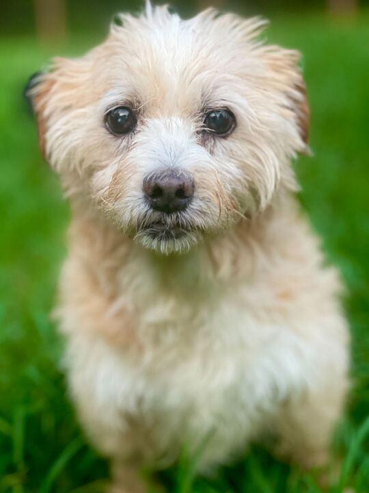 Enlarge Rosa Jan 25, a Adopted mixed breed in Pacolet, SC image 1/3