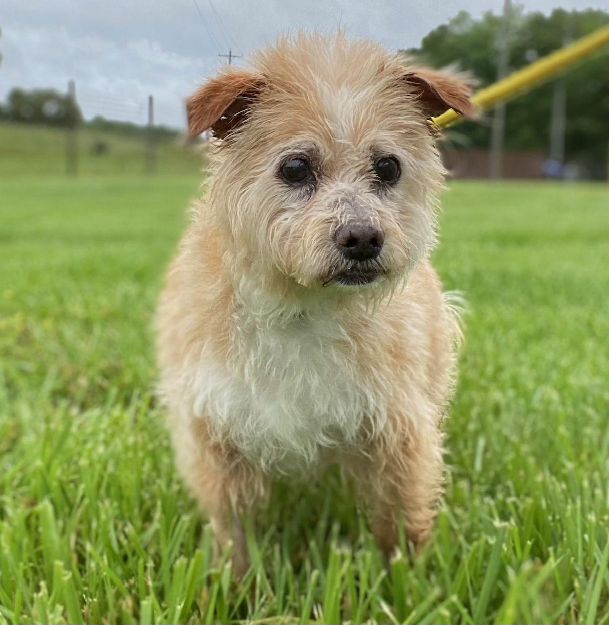 Enlarge Rosa Jan 25, a Adopted mixed breed in Pacolet, SC image 2/3