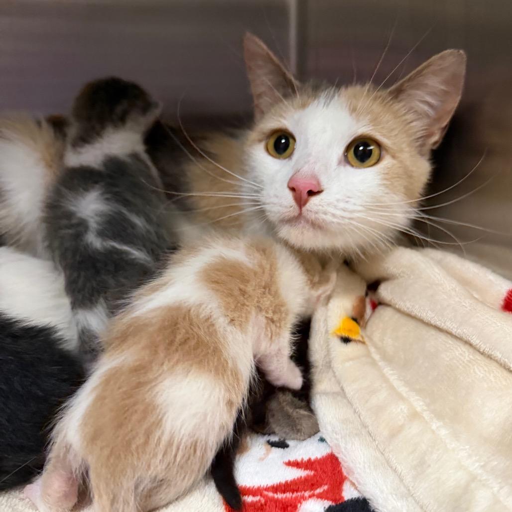 Pig, Adoptable, Adult Female Domestic Short Hair.
