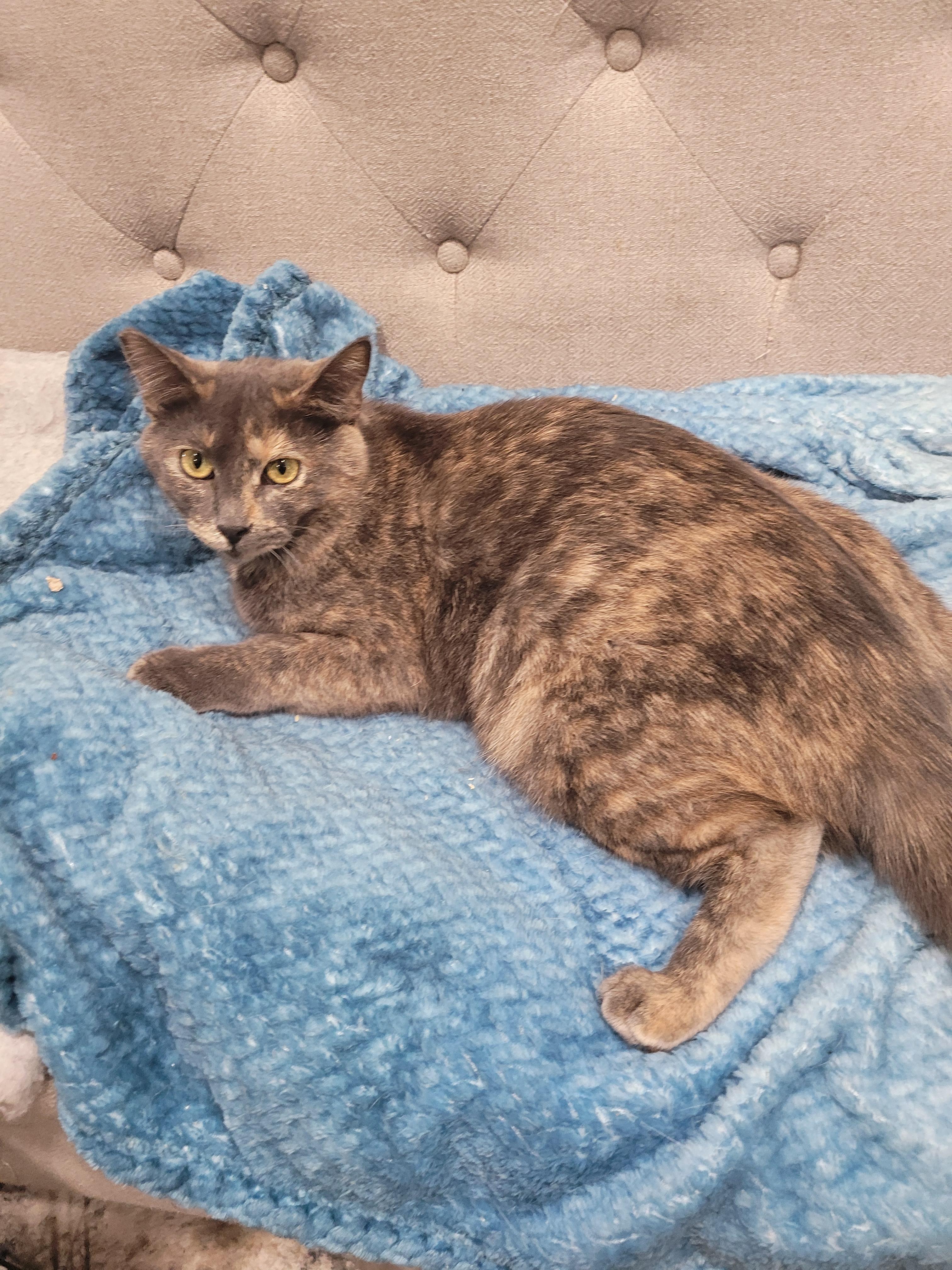 Enlarge Daisy, a Adoptable mixed breed in San Jose, CA image 4/4