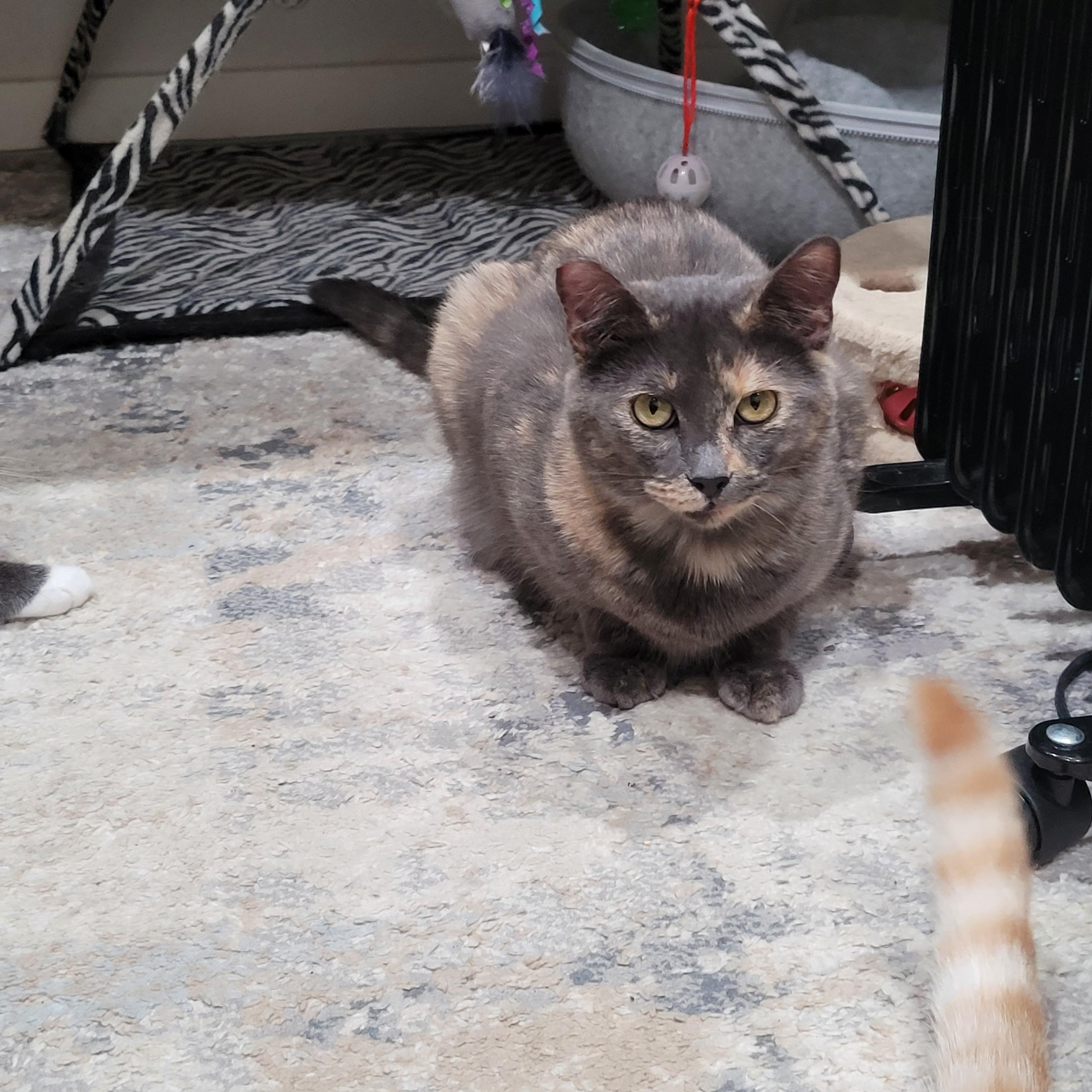 Enlarge Daisy, a Adoptable mixed breed in San Jose, CA image 3/4