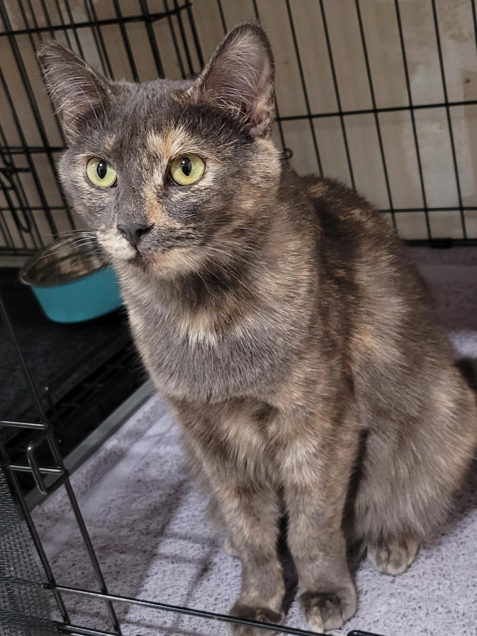 Daisy, Adoptable, Young Female Domestic Short Hair & Dilute Tortoiseshell.
