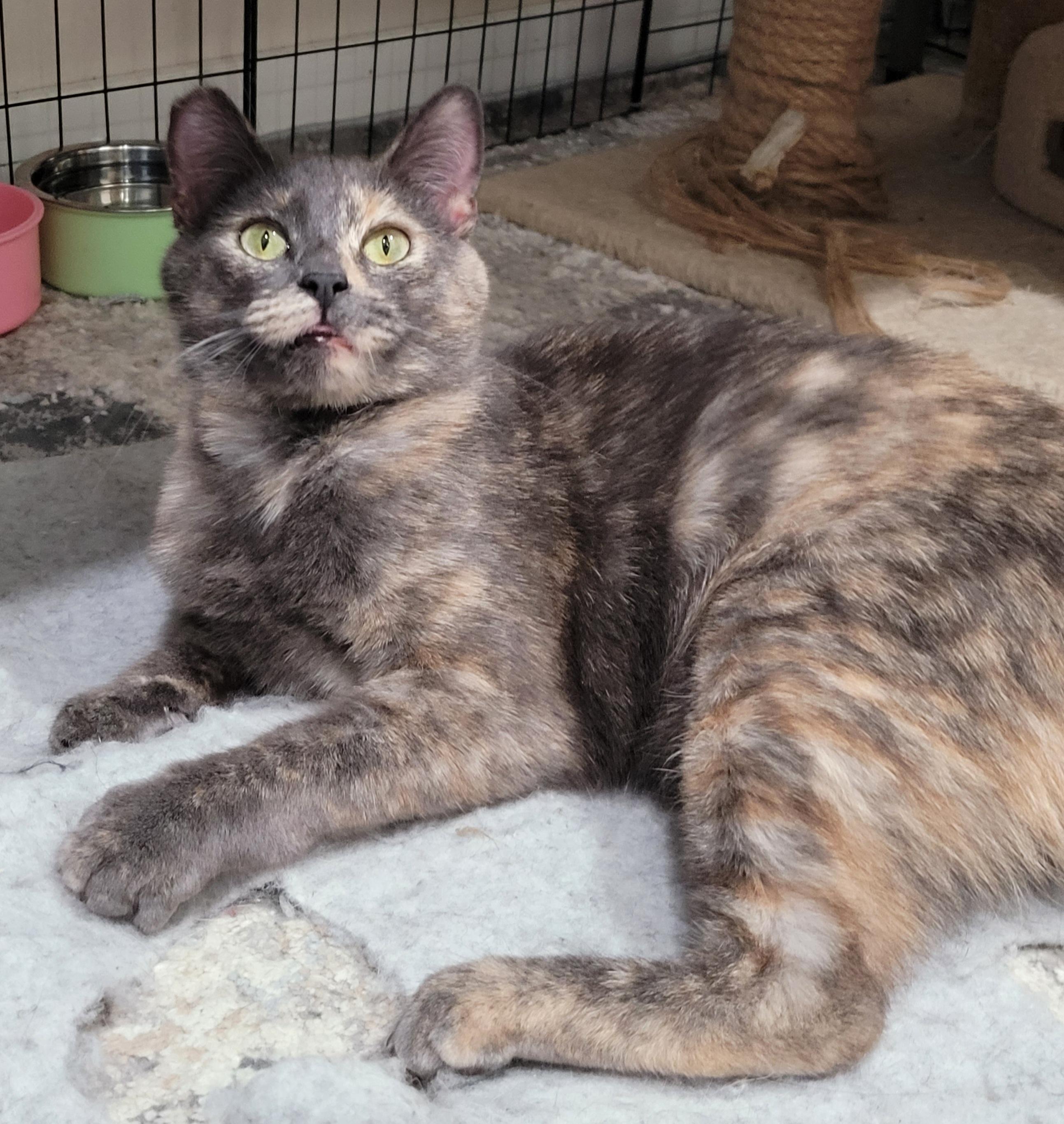 Enlarge Daisy, a Adoptable mixed breed in San Jose, CA image 1/4