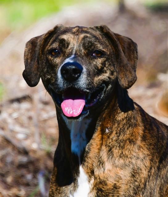 CHOPS, Adoptable, Adult Male Hound & Mixed Breed.