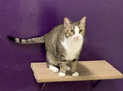 Julia, Adoptable, Adult Female Domestic Short Hair & Domestic Short Hair.