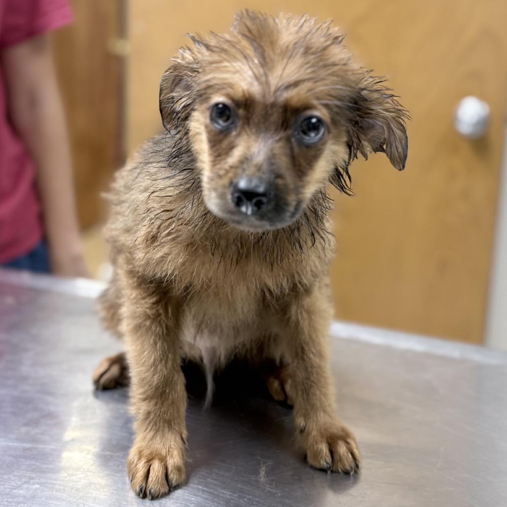 Rigatoni-4776, Adoptable, Puppy Male Spitz & Mixed Breed.