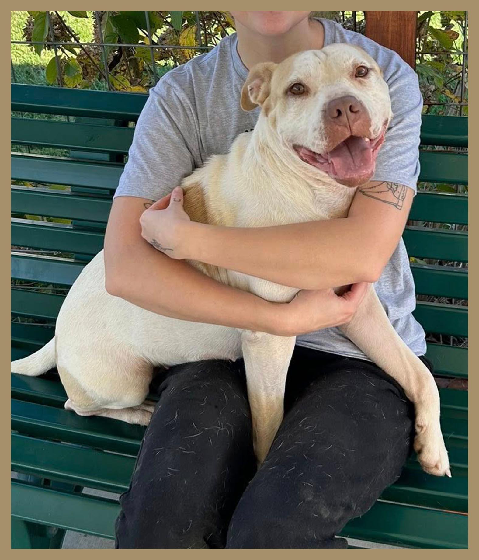 RILEY, Adoptable, Adult Female Terrier.