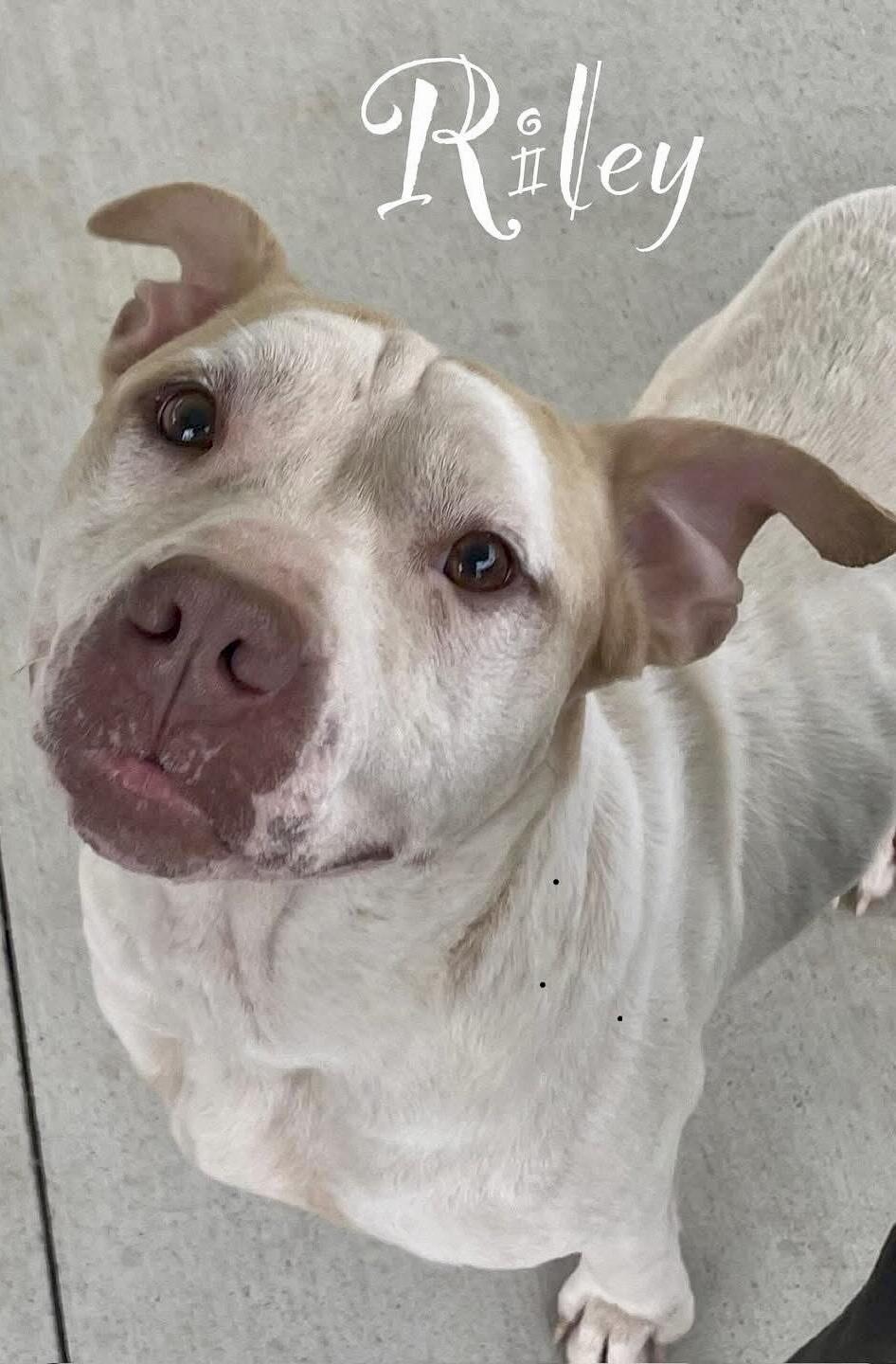 RILEY, a Adoptable mixed breed in Franklin, KY image 2/6