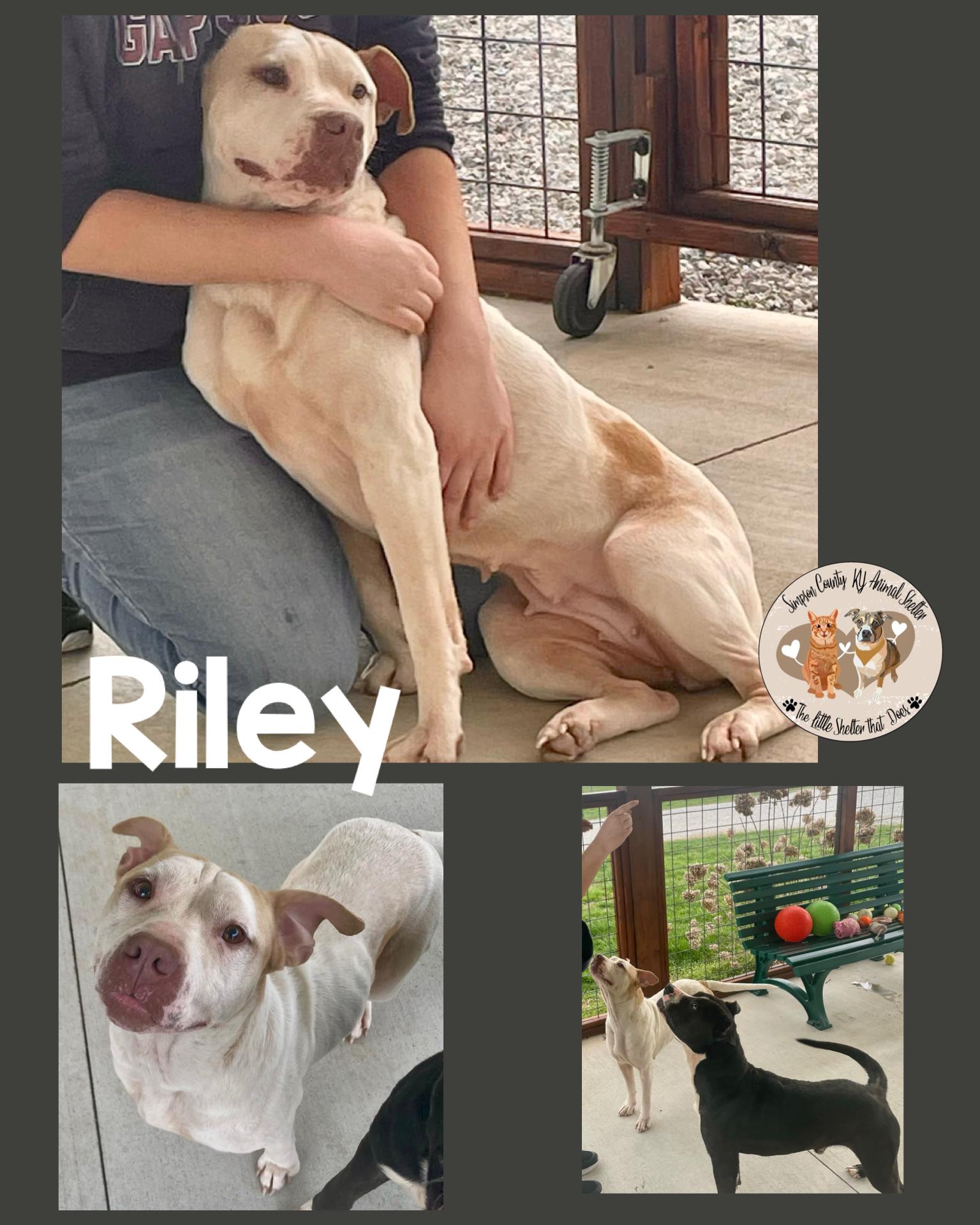 RILEY, a Adoptable mixed breed in Franklin, KY image 3/6