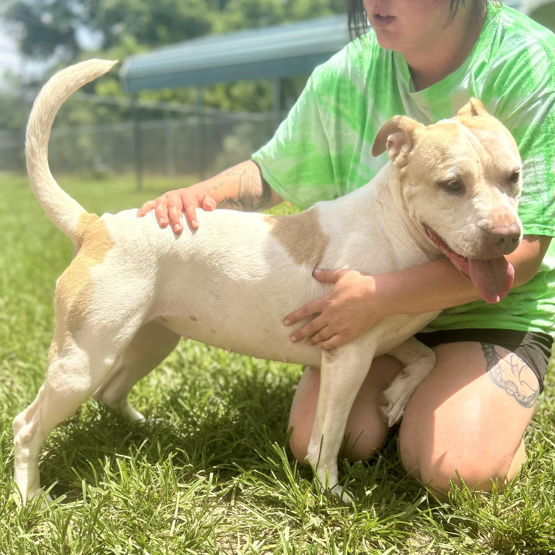 RILEY, a Adoptable mixed breed in Franklin, KY image 4/6