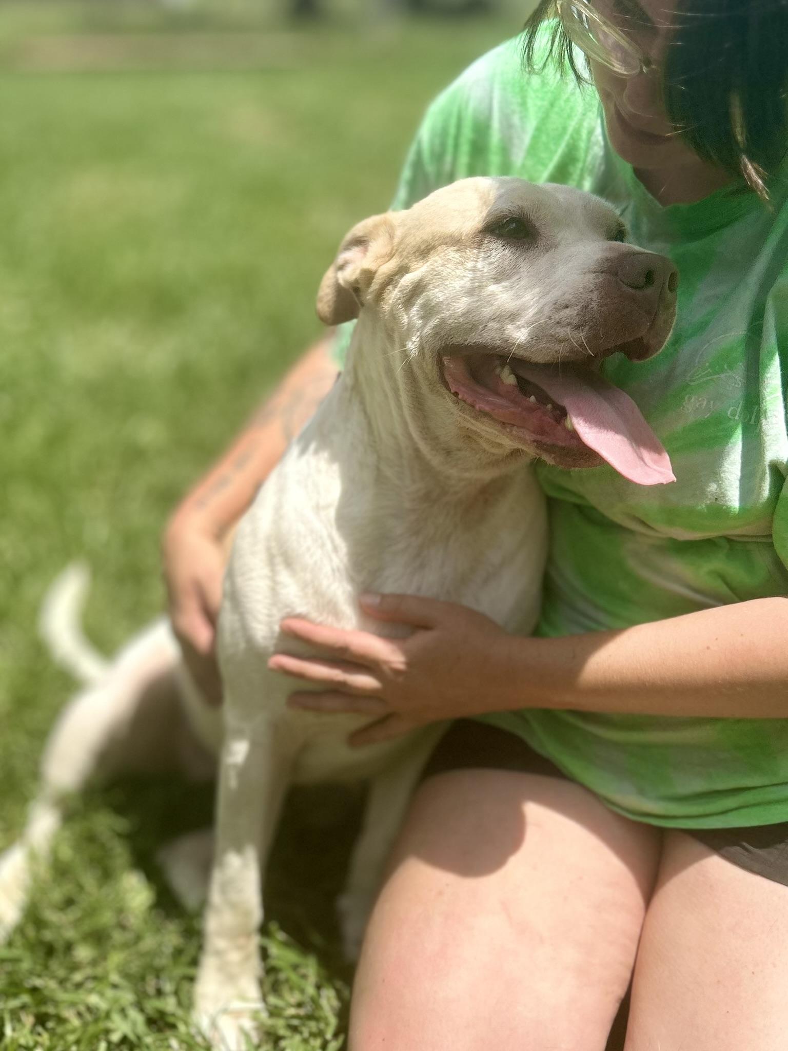 RILEY, a Adoptable mixed breed in Franklin, KY image 5/6