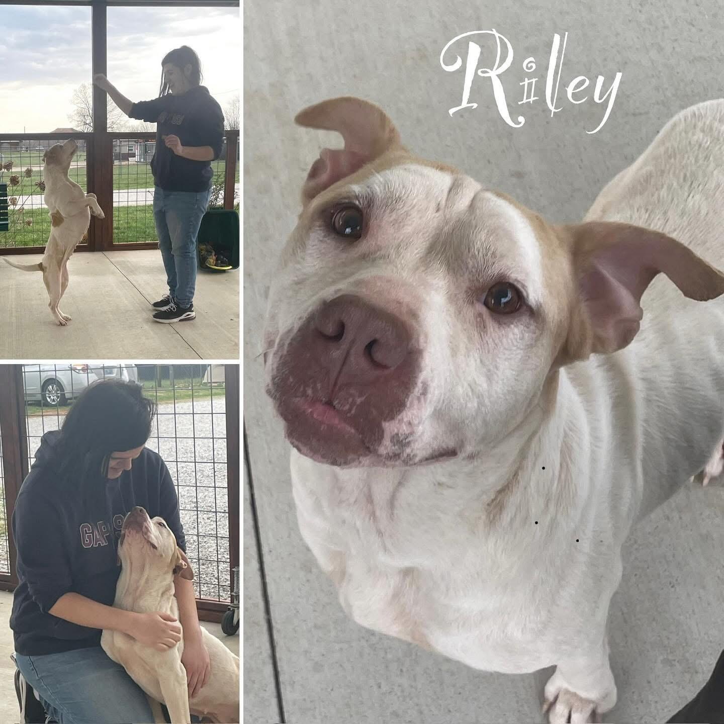 RILEY, a Adoptable mixed breed in Franklin, KY image 6/6