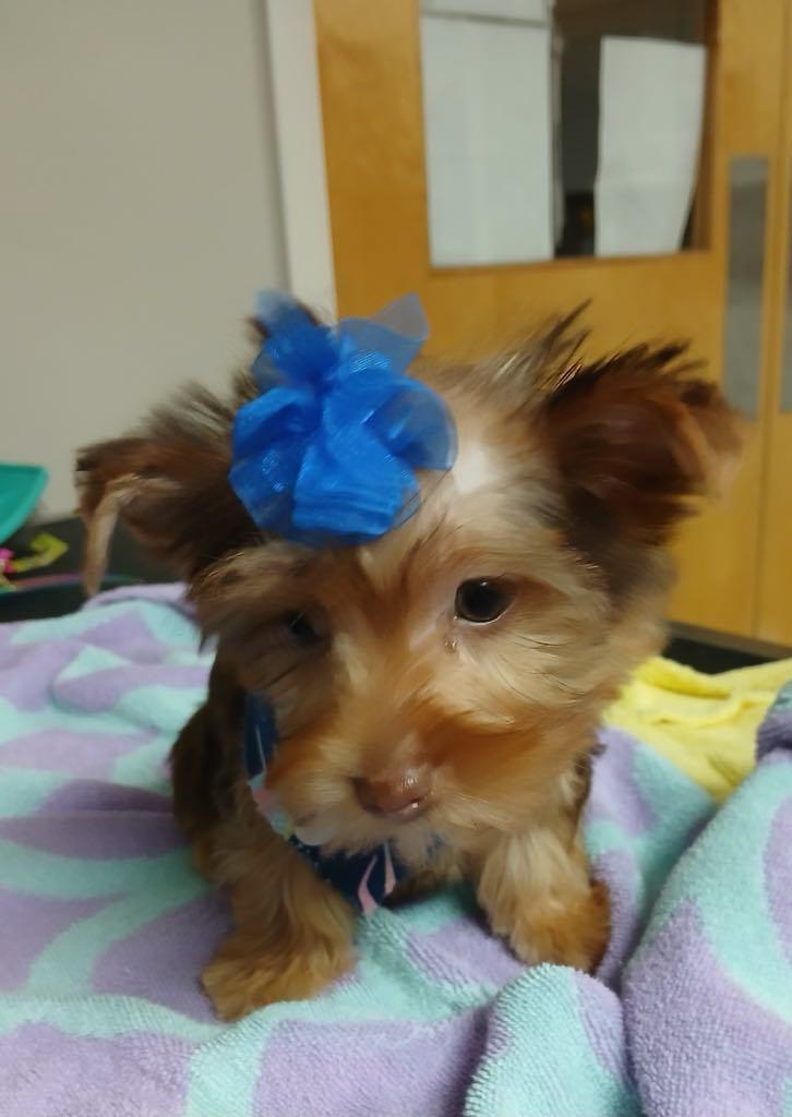 Zoey photo 6