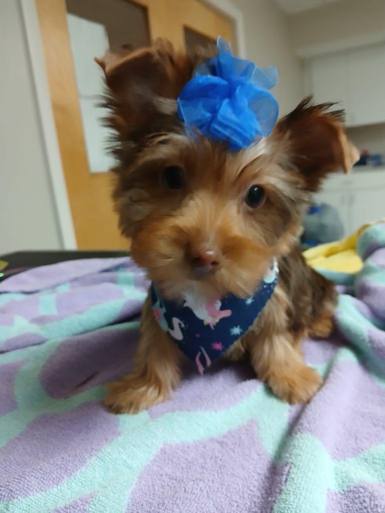 Zoey photo 2